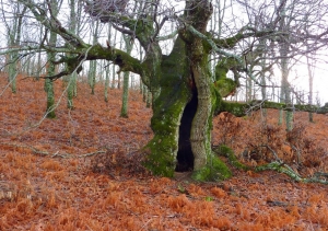Proyecto de ordenación forestal