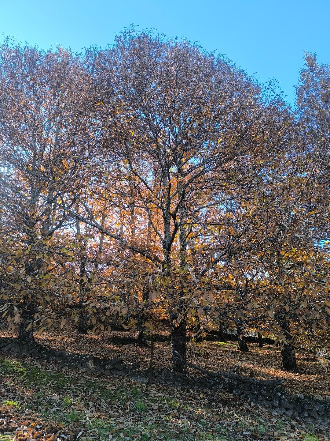 Galería