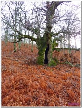 Cómo es nuestro monte